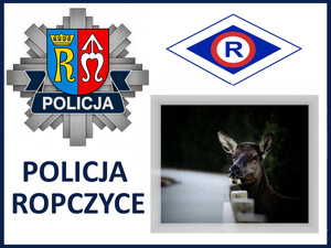 Uważajmy na drodze! - kolizje z dzikimi zwierzętami