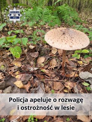 bezpieczeństwo w lesie